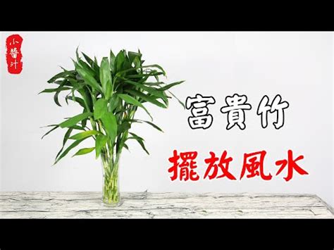 開運竹放門口|【門口擺開運竹旺財運？風水大師教你擺法】